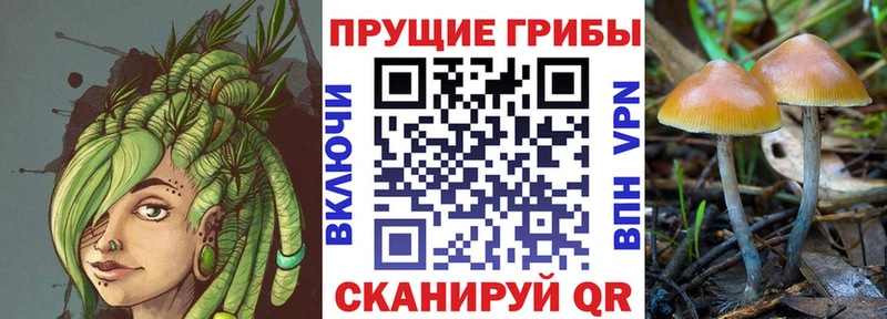 Псилоцибиновые грибы Psilocybe  Ермолино 